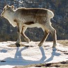 Plüschi und sein Schatten suchen den Osterhasen