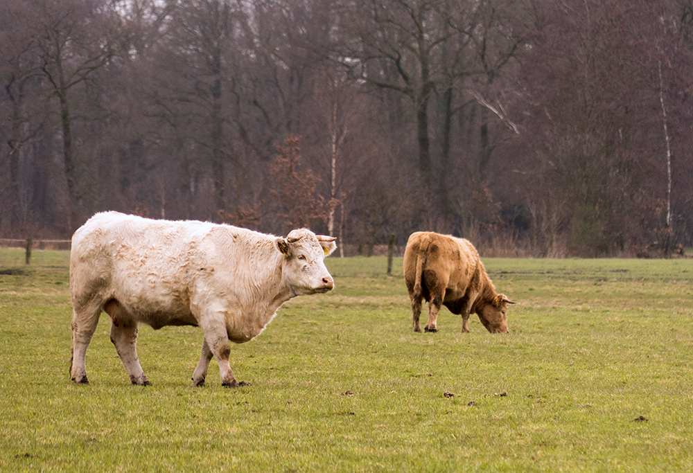 plüschig