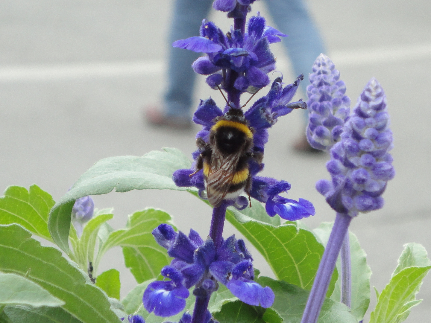 Plüschige Hummel