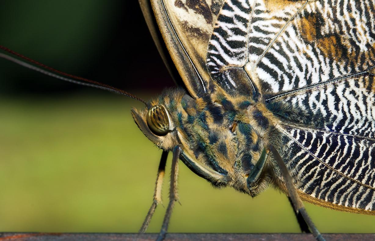 Plüschiger Schmetterling