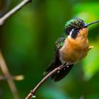 (Plüsch)Kolibri Costa Rica