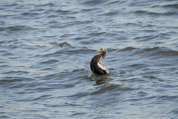 Plüschkopfente auf Texel