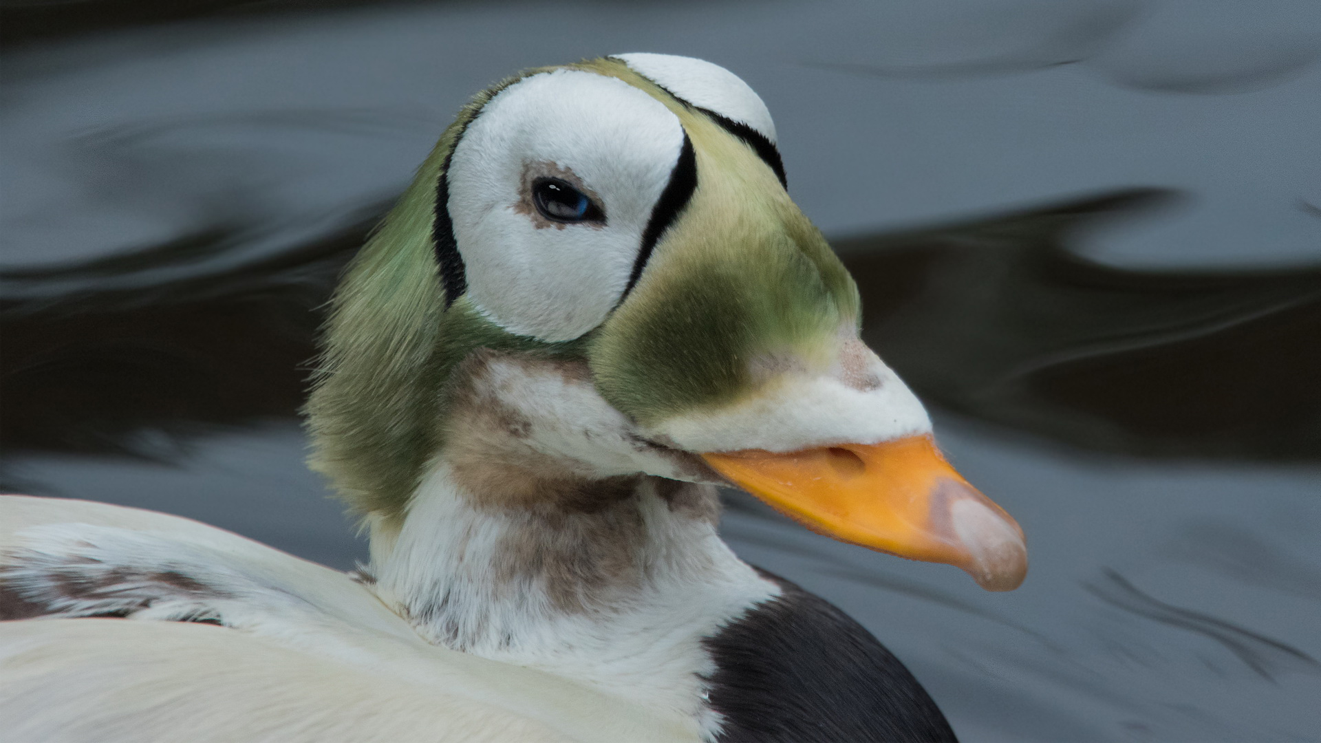 Plüschkopfente-Portrait 