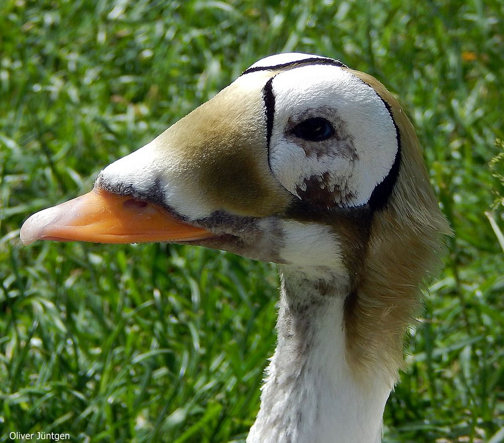 Plüschkopfente (Somateria fischeri) Foto & Bild tiere, zoo, wildpark