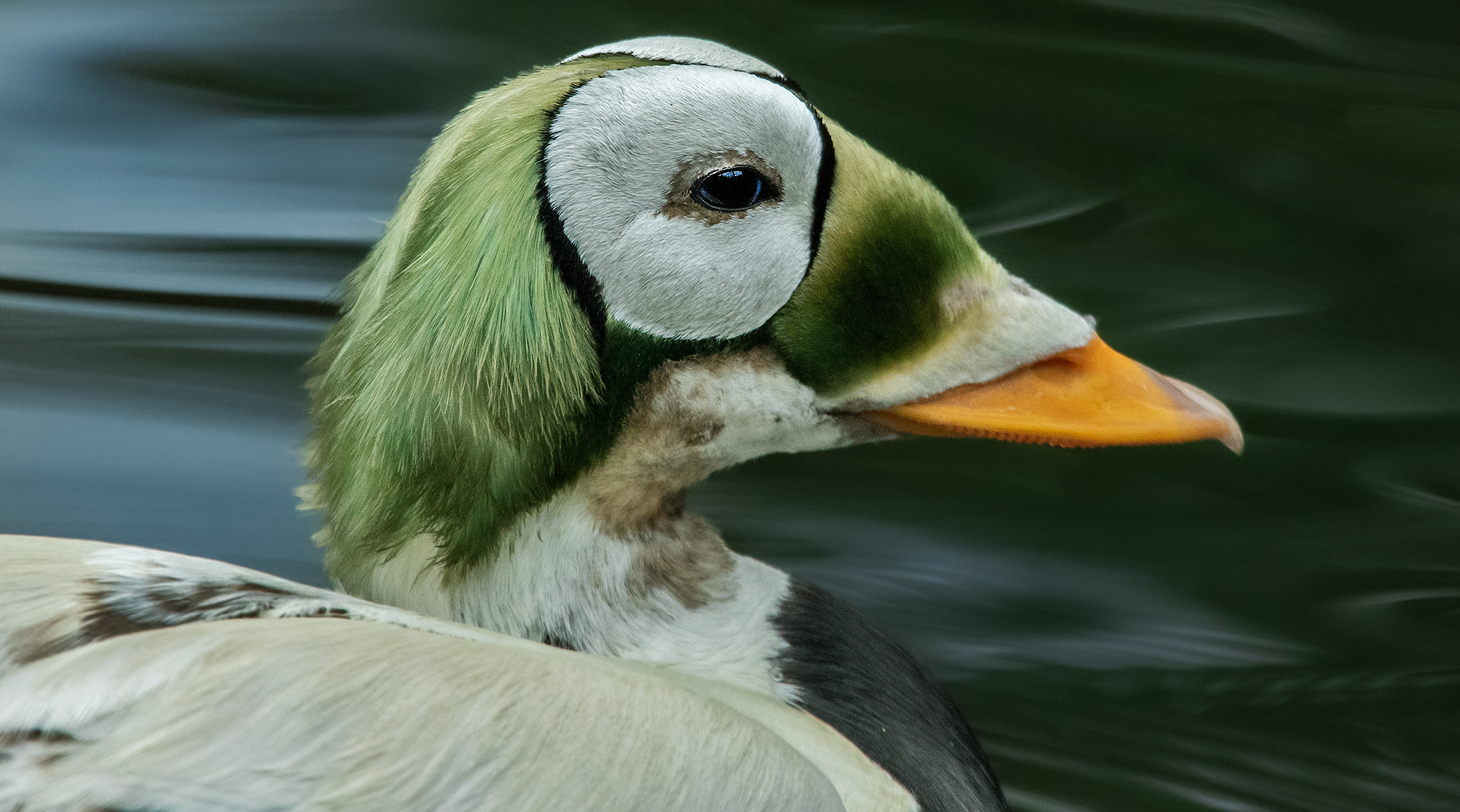 Plüschkopfenten-Portrait 001 