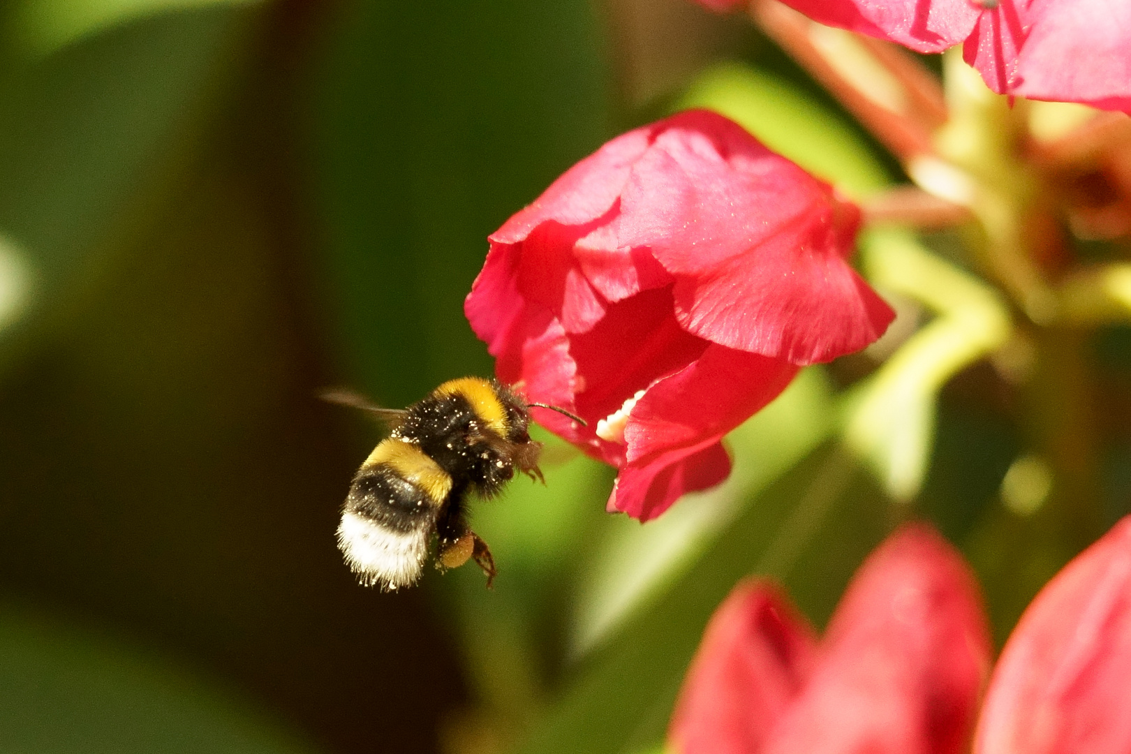 Plüschmors flug zum Rhododendron