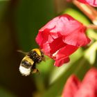 Plüschmors flug zum Rhododendron