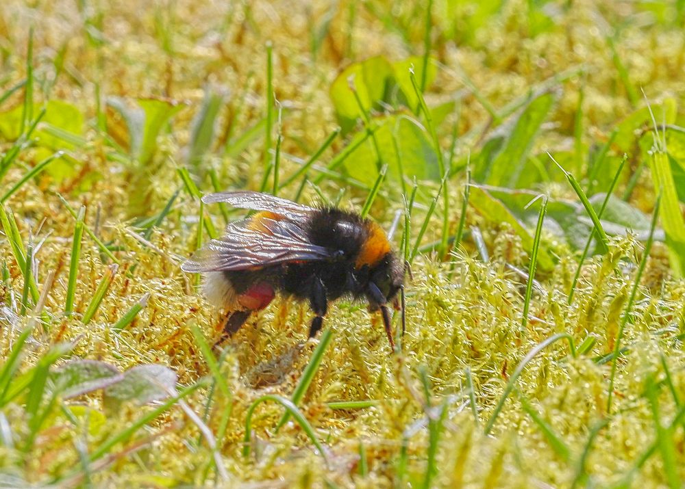 Plüschmors im  Gras