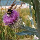 "Plüschmors" ist das schönste plattdeutsche Wort des Jahres 2009