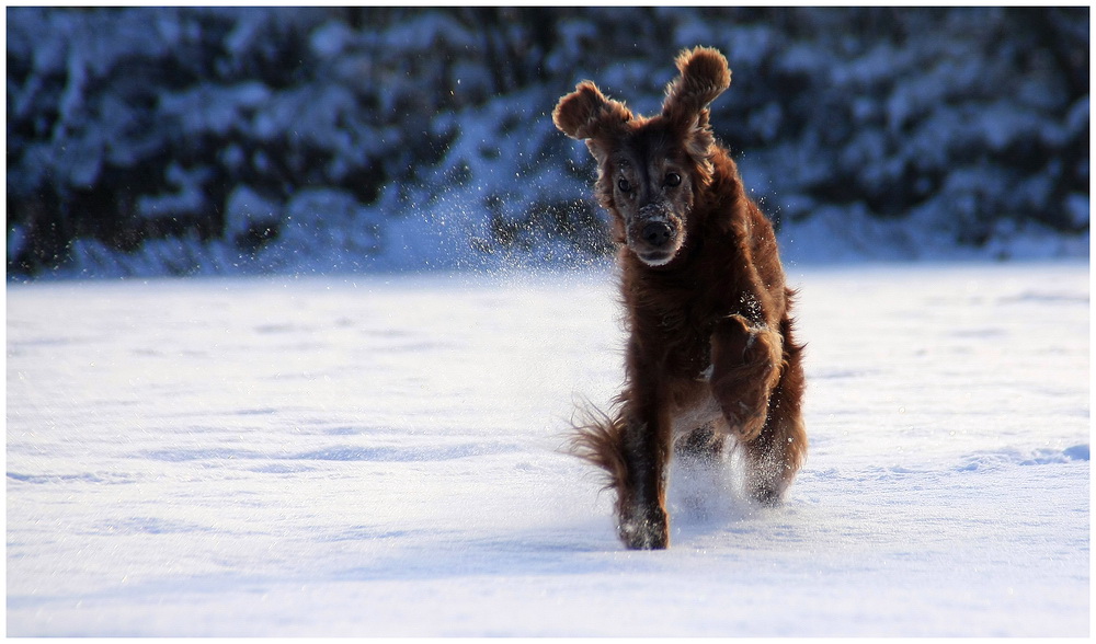 *Plüschohrsetter*