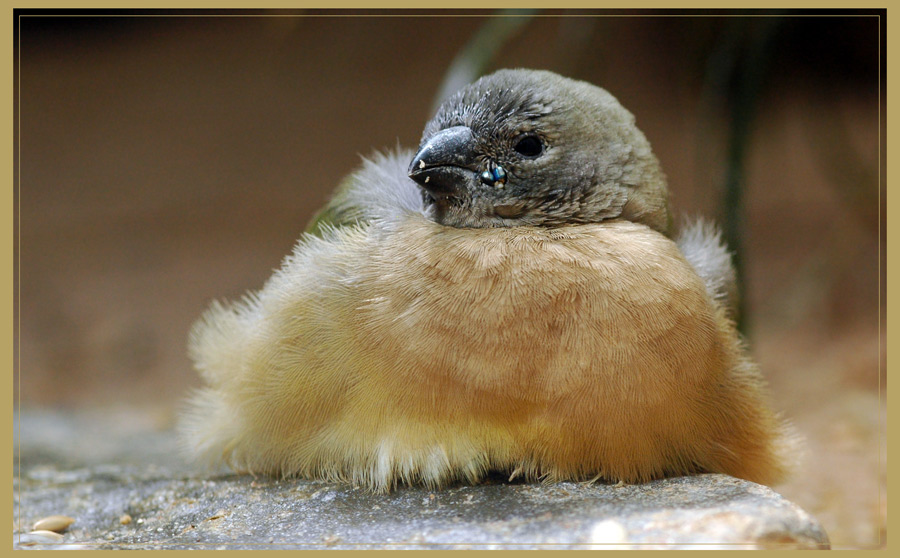 Plüschvogel