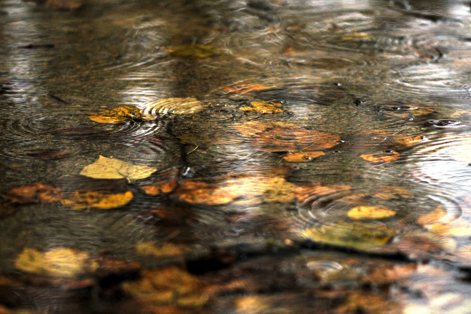 Pluie