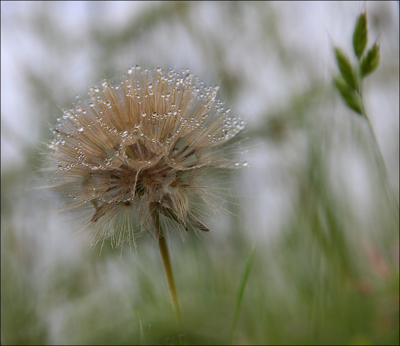 Pluie