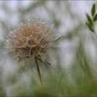 Pluie