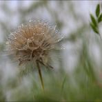 Pluie