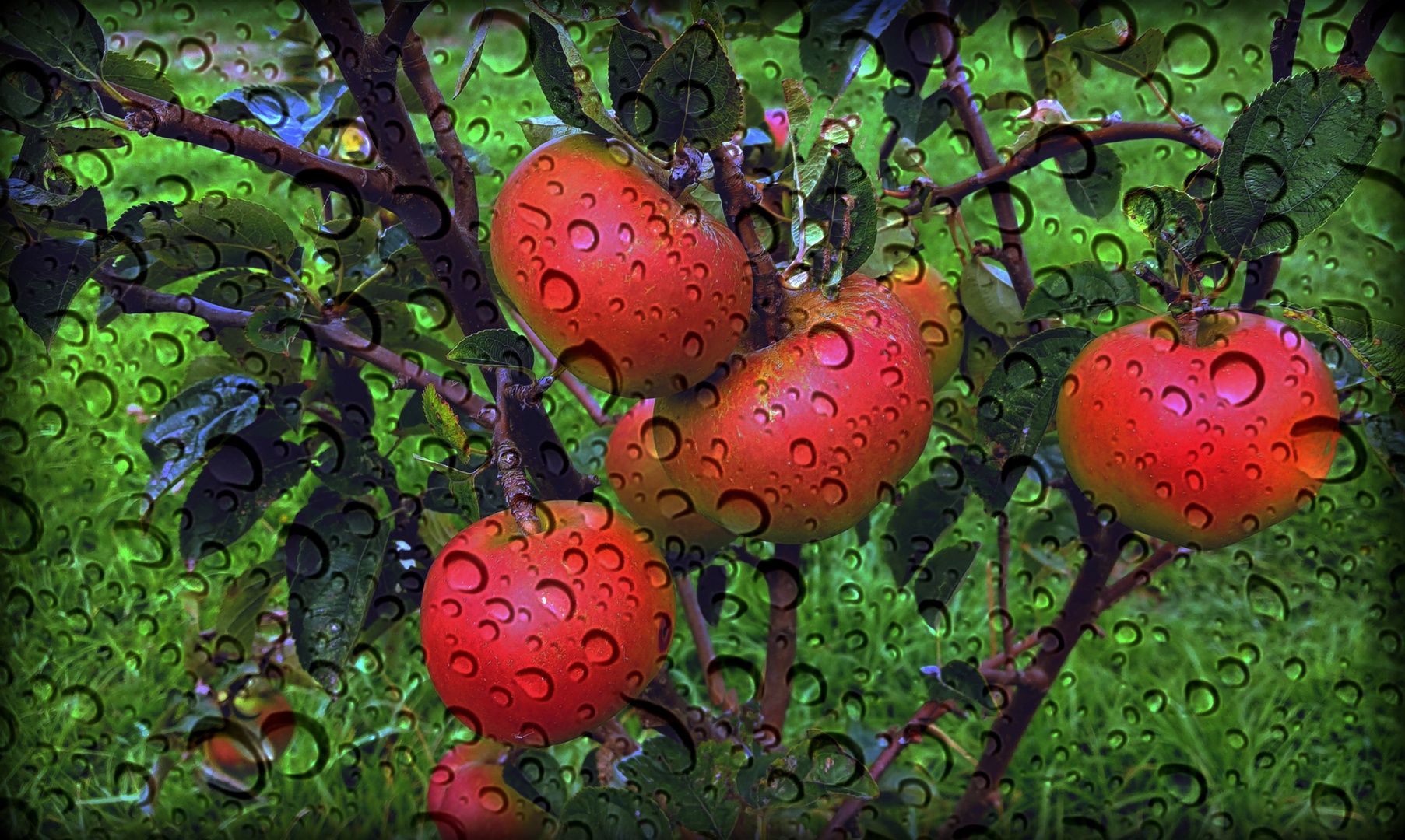 Pluie au carreau sur les pommes rouges