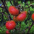 Pluie au carreau sur les pommes rouges