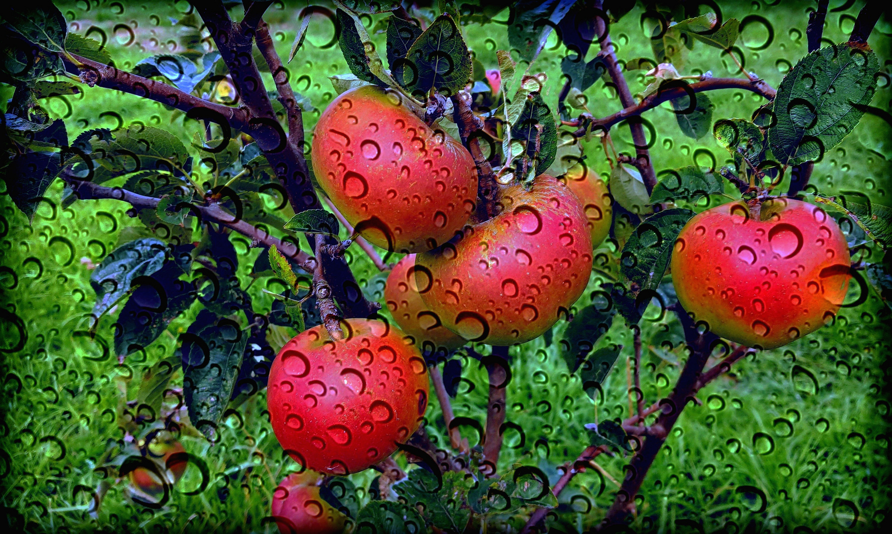 Pluie au carreau sur les pommes rouges