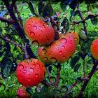 Pluie au carreau sur les pommes rouges