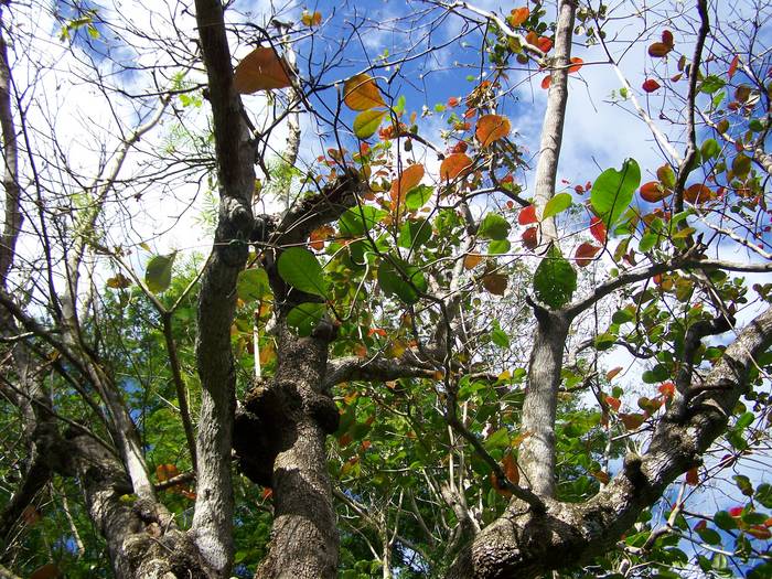 Pluie de feuilles multicolores