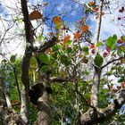 Pluie de feuilles multicolores