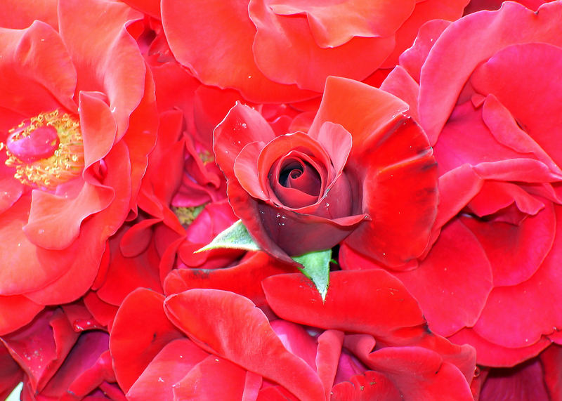 Pluie de roses