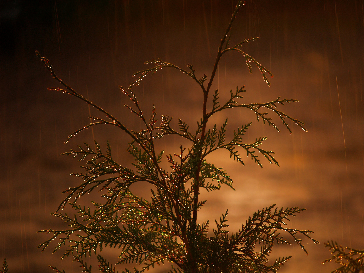 pluie d'un soir d'été