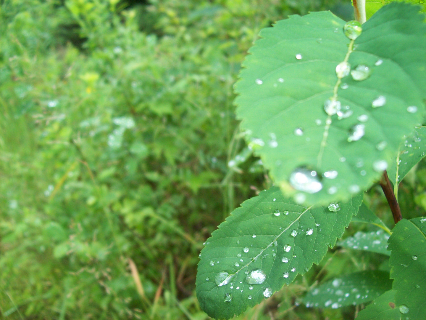 Pluie matinale