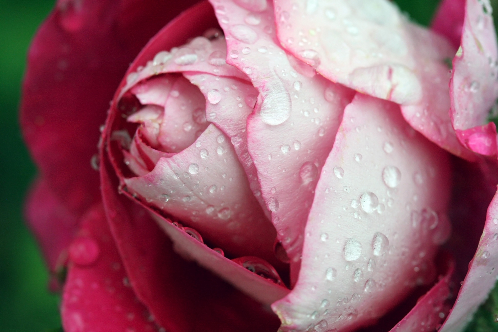 Pluie sur la rose