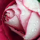 Pluie sur la rose