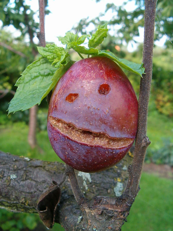 Plum :D