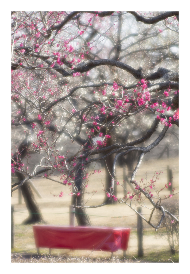 Plum Garden-4