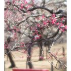 Plum Garden-4