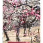 Plum Garden-4