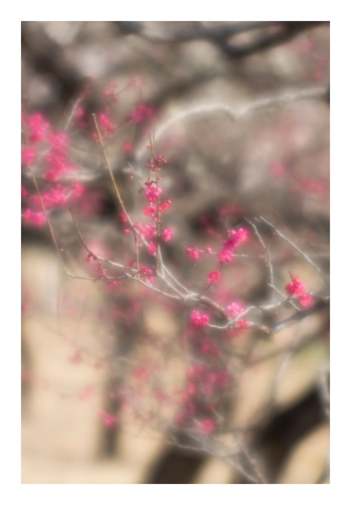 Plum Garden-5