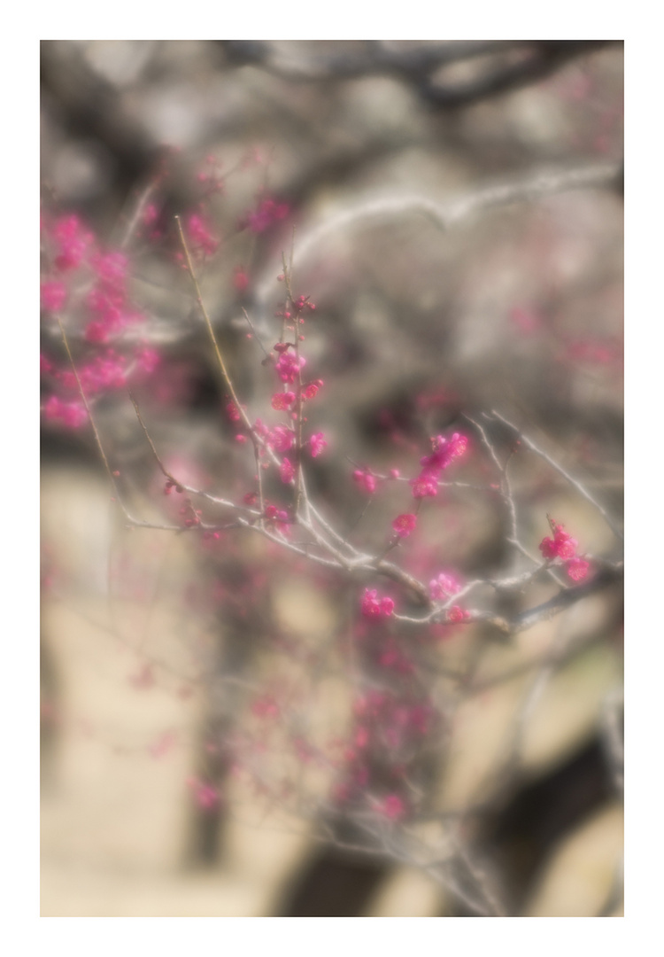 Plum Garden-5