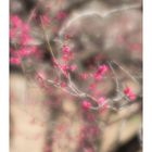 Plum Garden-5