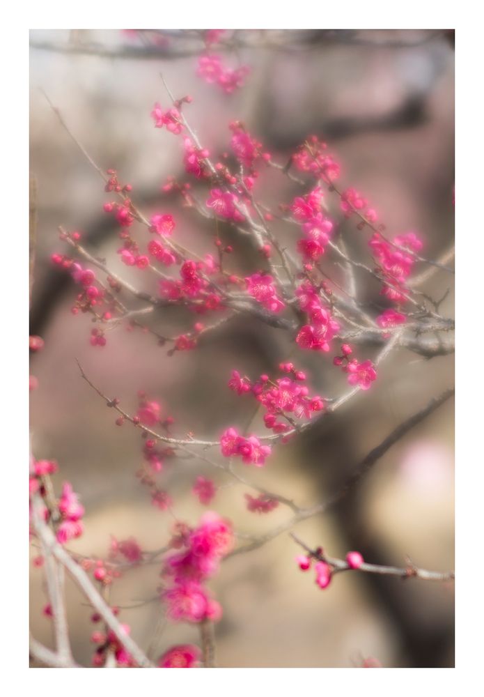 Plum Garden-6