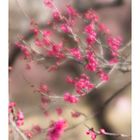 Plum Garden-6