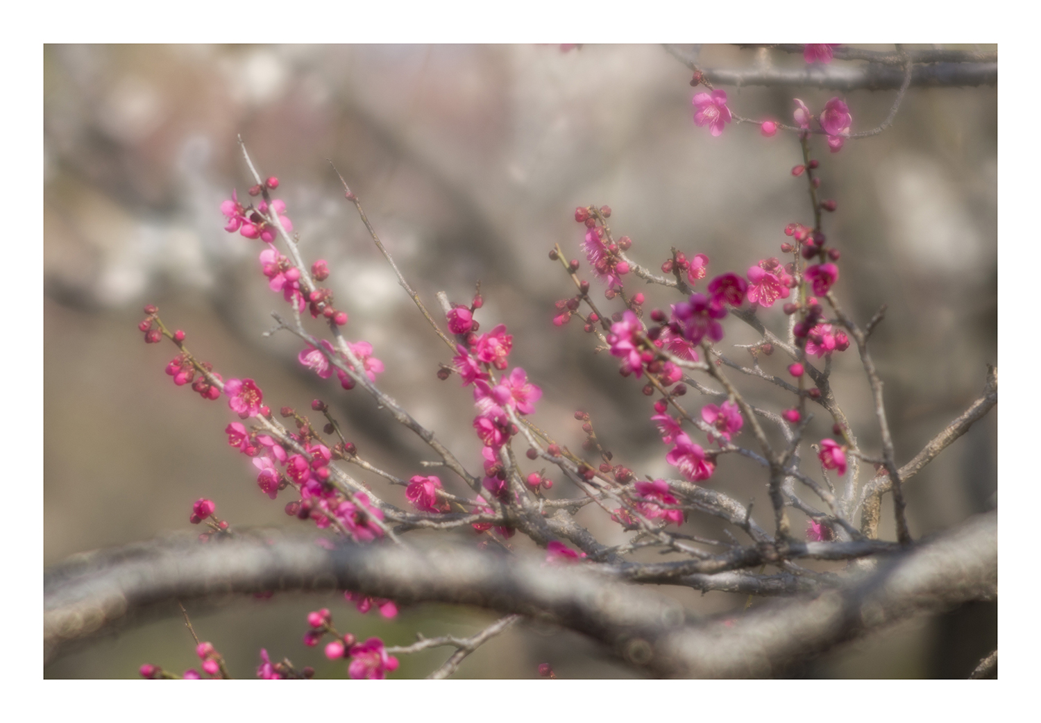 Plum Garden-7