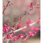 Plum Garden-8