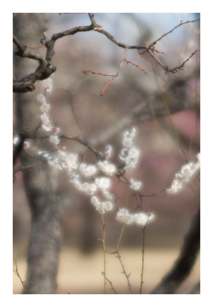 Plum Garden-9