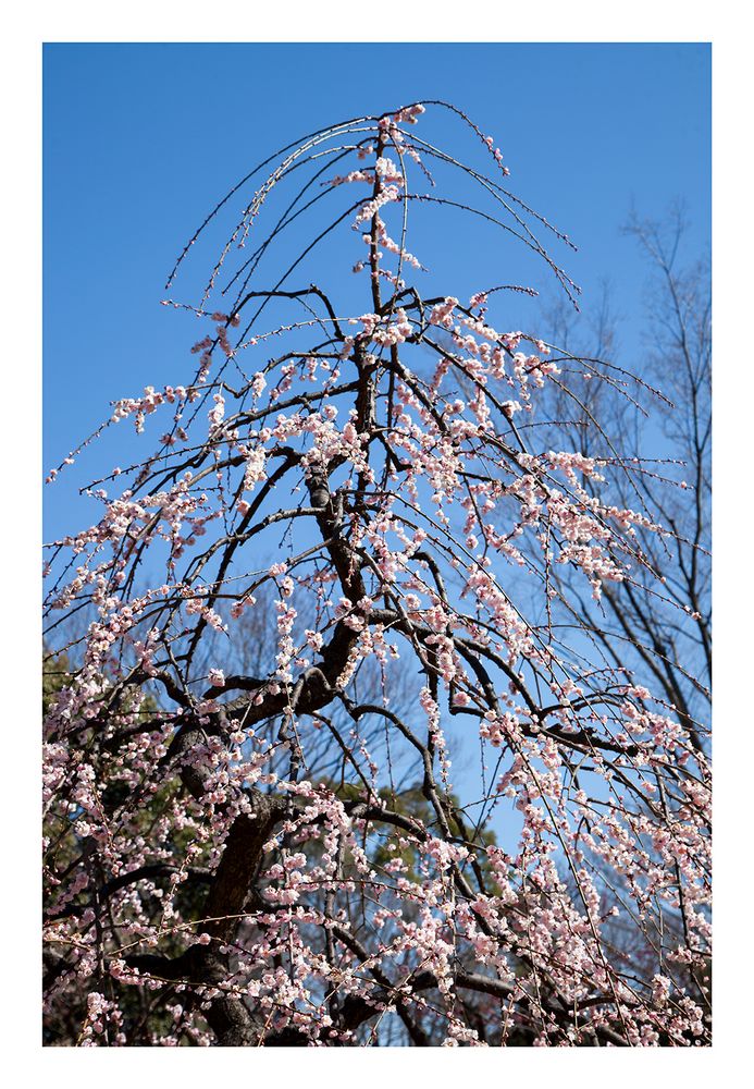 Plum in full bloom-2