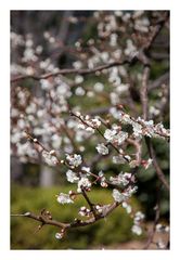 Plum in full bloom