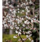 Plum in full bloom