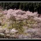 Plum Orchard-2