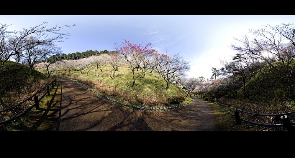 Plum-Orchard Panorama