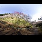 Plum-Orchard Panorama