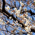 Plum tree-1