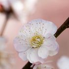 Plum tree-10